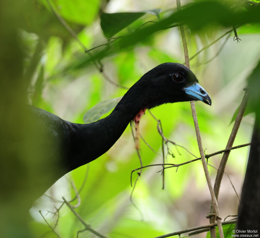 Wattled Guan