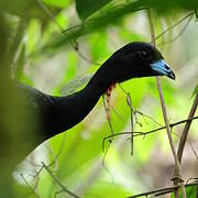 Wattled Guan