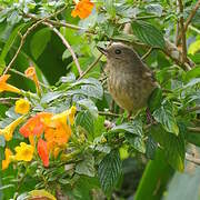 Slaty Flowerpiercer
