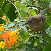 Slaty Flowerpiercer