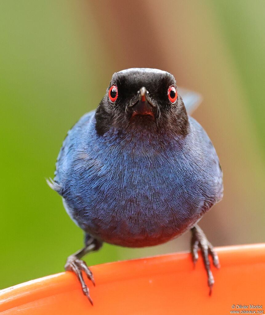 Masked Flowerpiercer