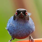 Masked Flowerpiercer