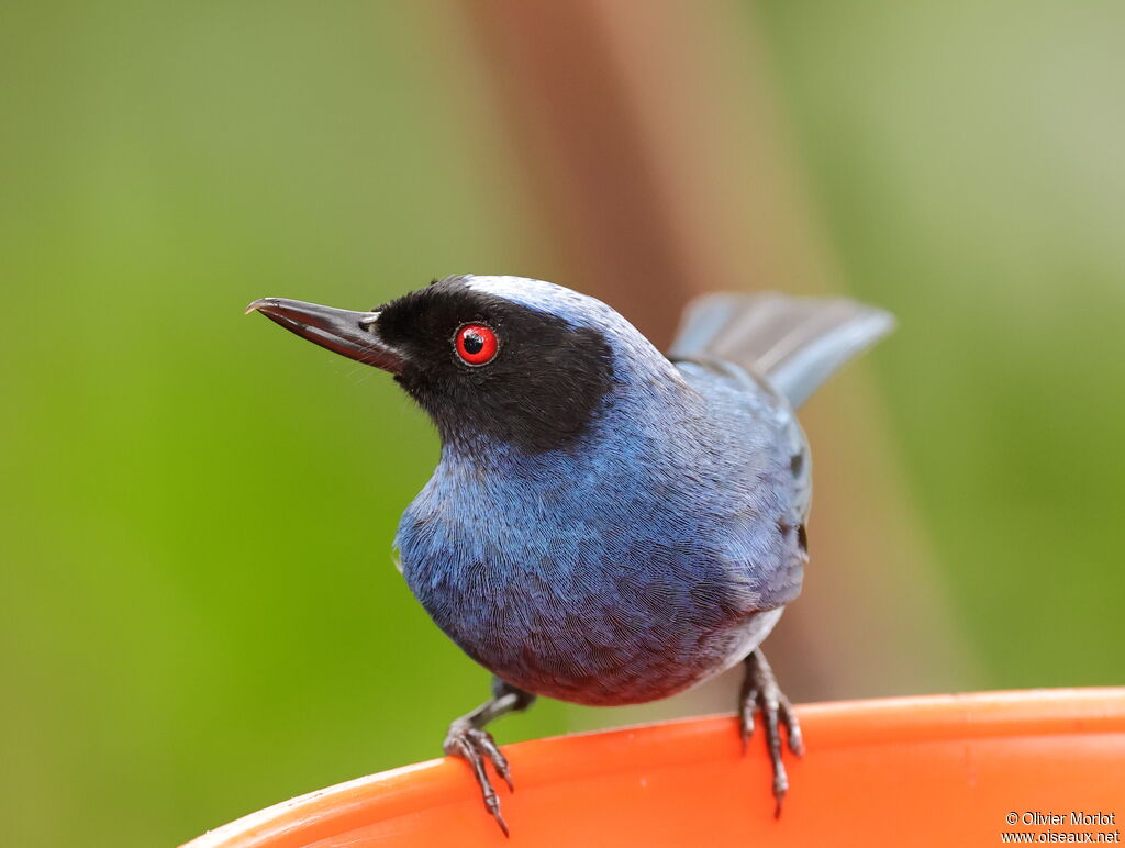 Masked Flowerpiercer