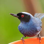 Masked Flowerpiercer