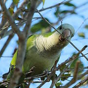 Monk Parakeet