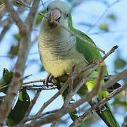 Monk Parakeet