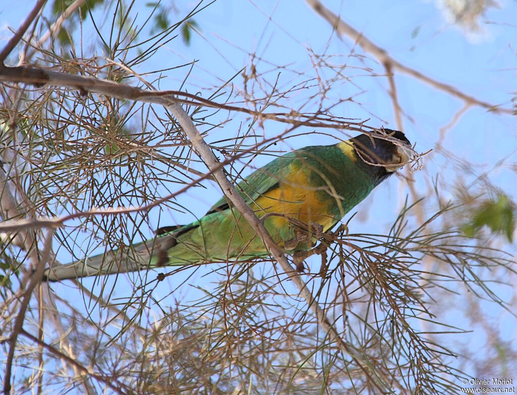 Australian Ringneck