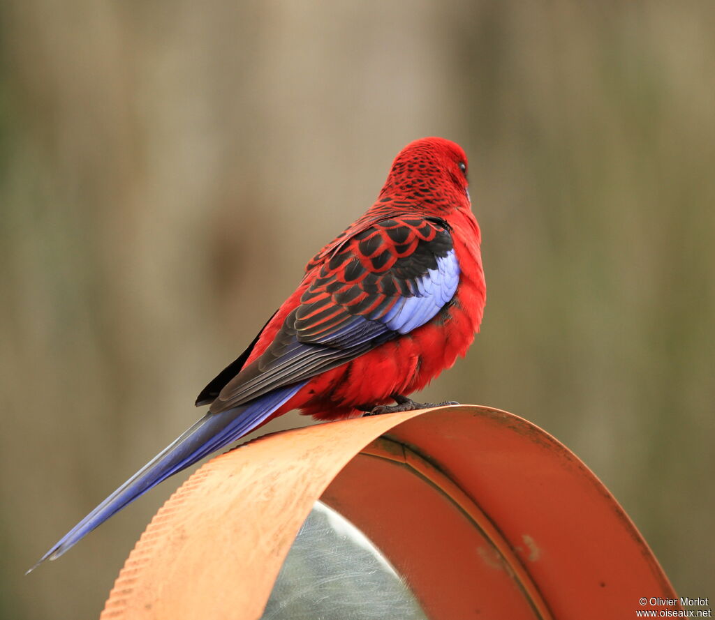 Crimson Rosella