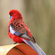 Crimson Rosella