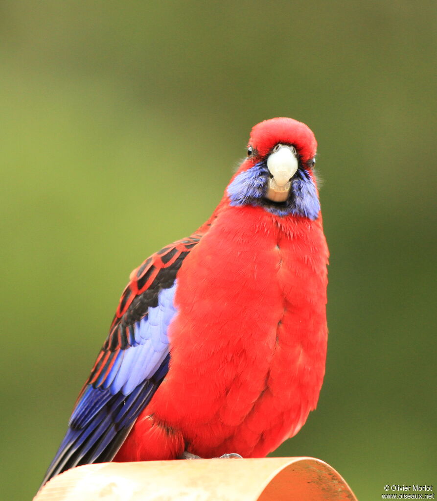 Crimson Rosella