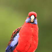 Crimson Rosella