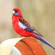 Crimson Rosella