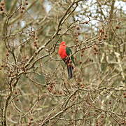 Australian King Parrot