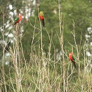 Australian King Parrot