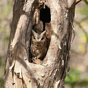 Collared Scops Owl