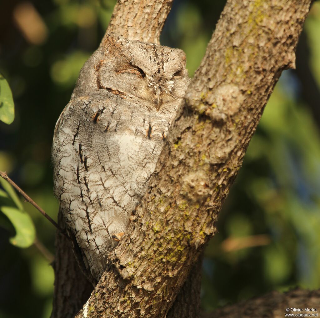 African Scops Owl