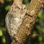 African Scops Owl