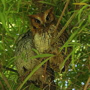 Tropical Screech Owl