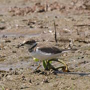 Little Ringed Plover