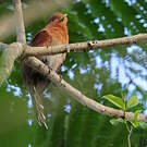 Petit Piaye