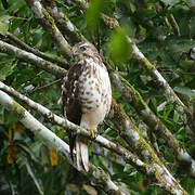 Broad-winged Hawk