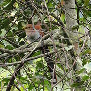 Squirrel Cuckoo