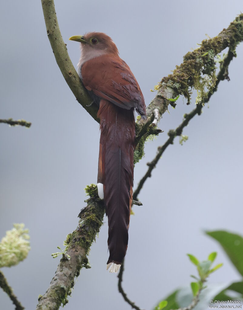 Squirrel Cuckoo