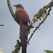 Squirrel Cuckoo