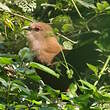 Piaye écureuil