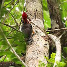 Pic à cou rouge