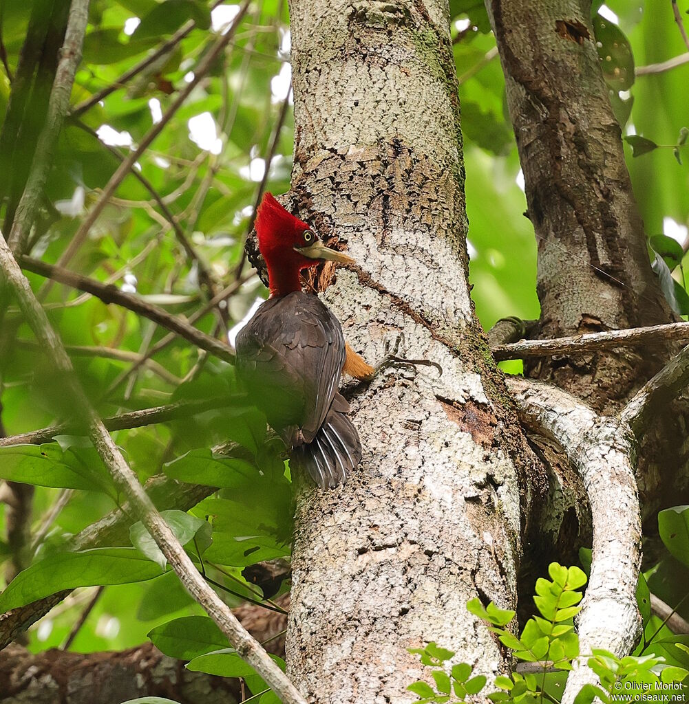 Pic à cou rouge femelle