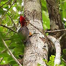 Pic à cou rouge