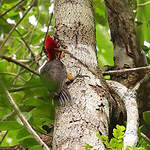 Pic à cou rouge