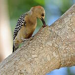 Pic à couronne rouge