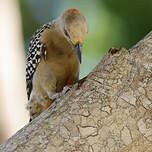 Pic à couronne rouge