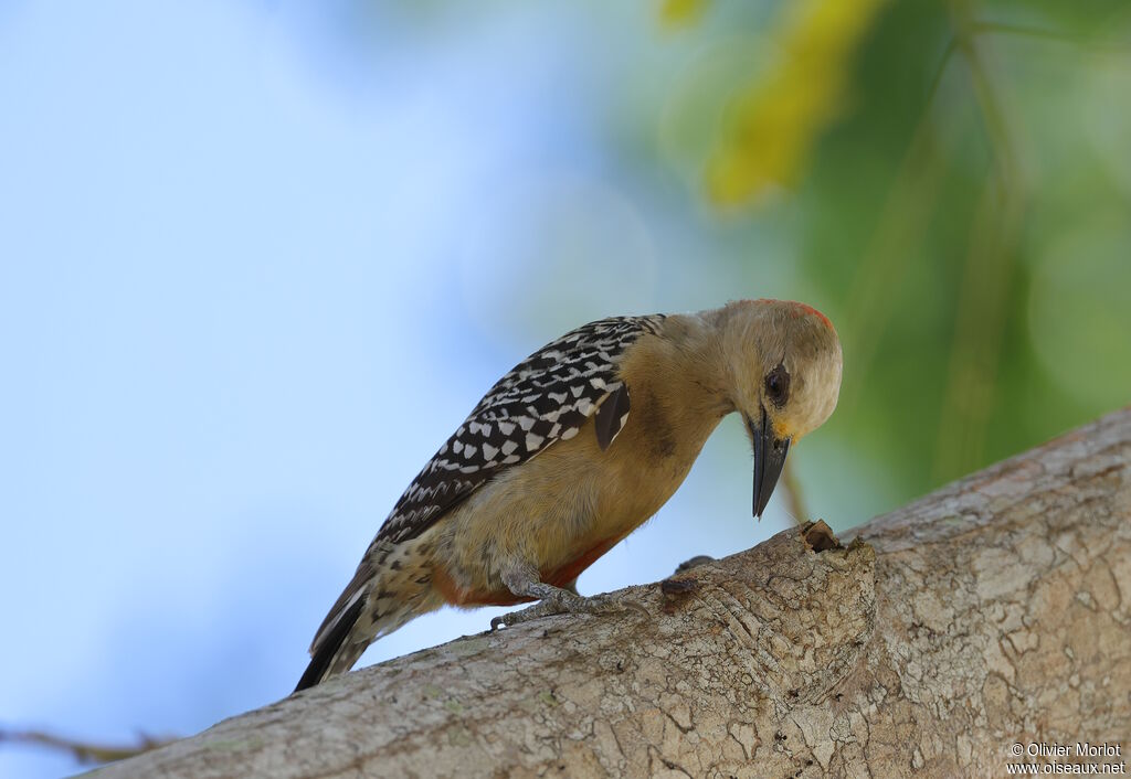 Pic à couronne rouge femelle