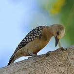 Pic à couronne rouge