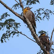 Campo Flicker