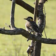Campo Flicker