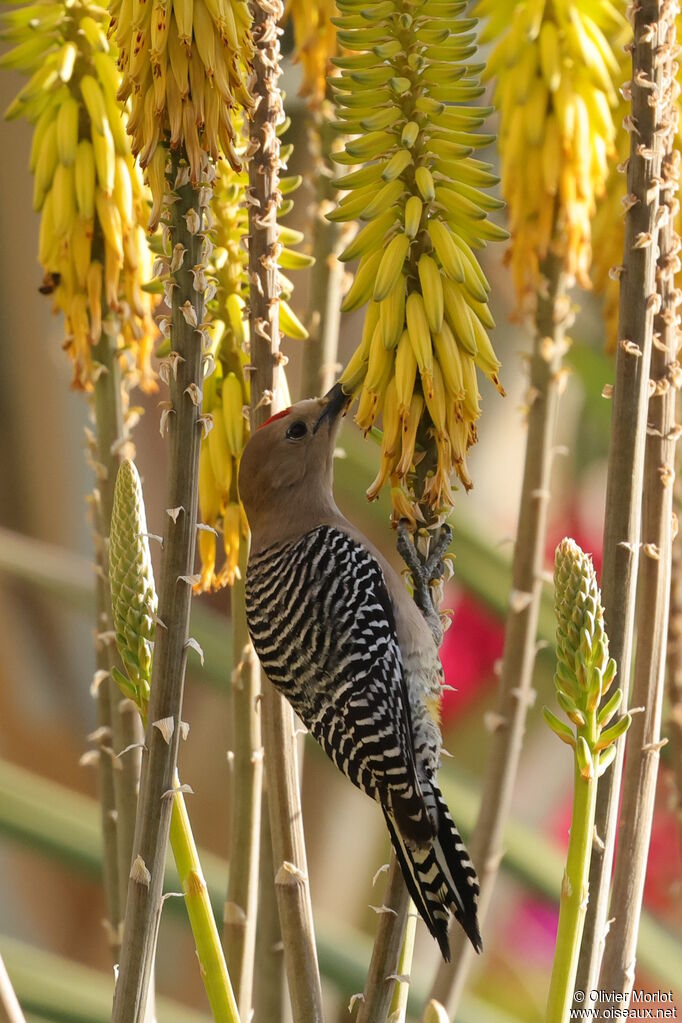 Gila Woodpecker male