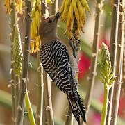 Gila Woodpecker