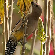 Gila Woodpecker