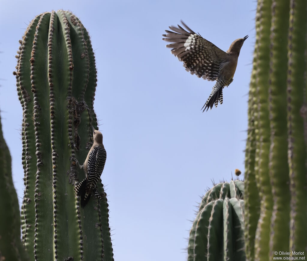 Pic des saguaros femelle