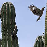 Pic des saguaros