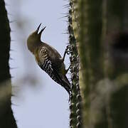 Gila Woodpecker