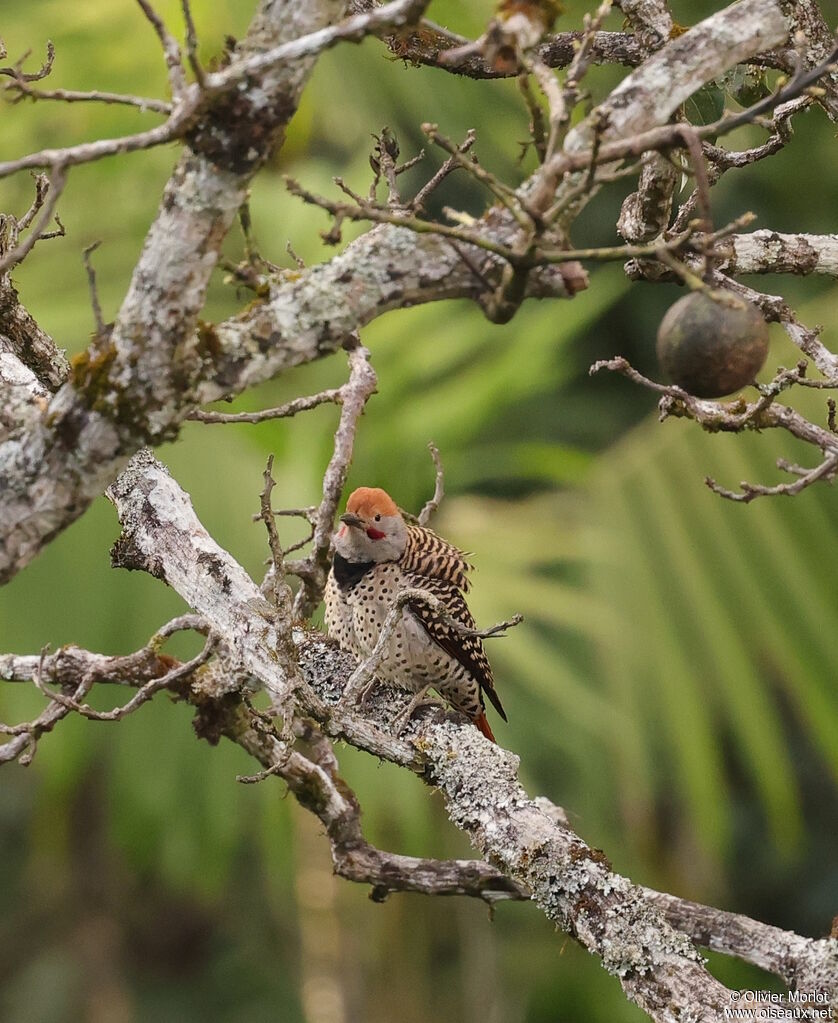 Guatemalan Flicker