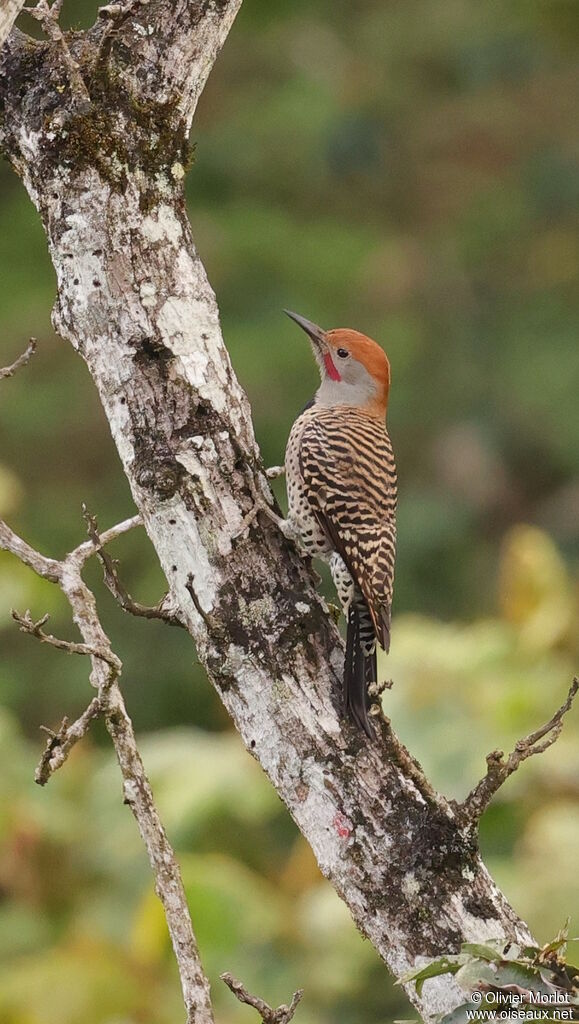 Guatemalan Flicker