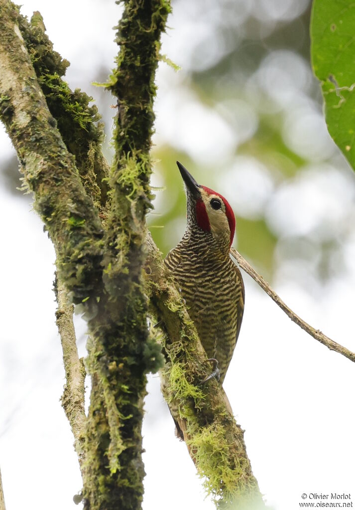 Golden-olive Woodpecker