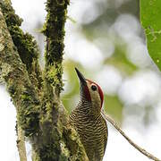 Golden-olive Woodpecker