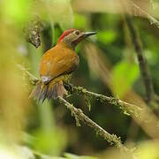 Golden-olive Woodpecker